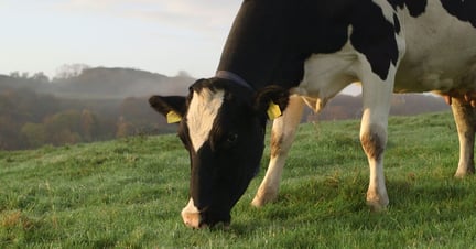 Tech Dairy Header