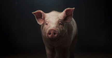 World Animal Protection's thoughtful pig looks directly at you